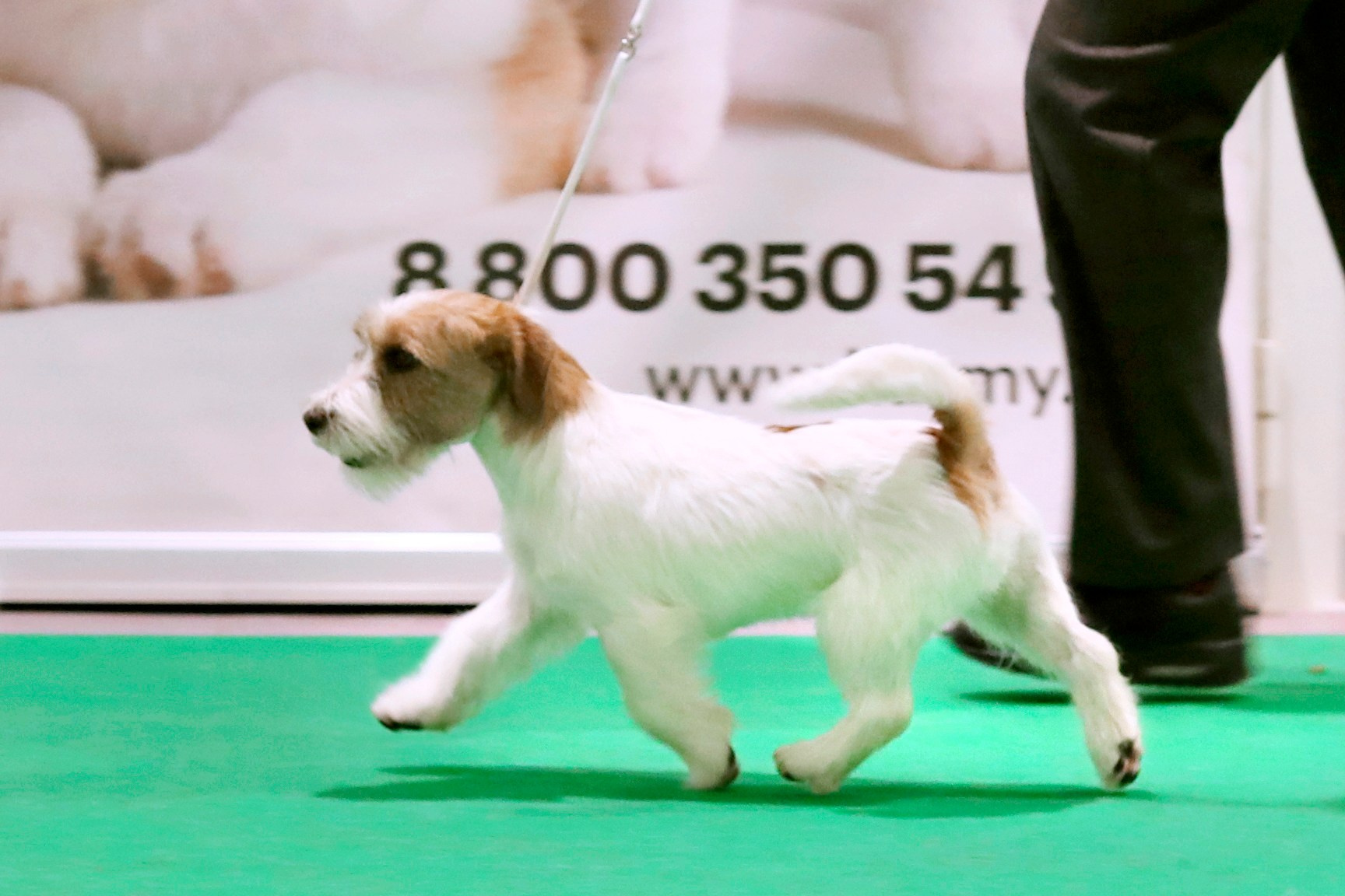 КОБЕЛИ / MALES. Щенки джек рассел терьера, питомник РКФ, питомник джек рассел терьеров, питомник Порт Фортис, kennel PORT FORTIS