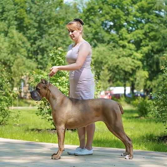 Услуги. Кане Корсо Лайф, щенки породы Кане Корсо, г. Москва