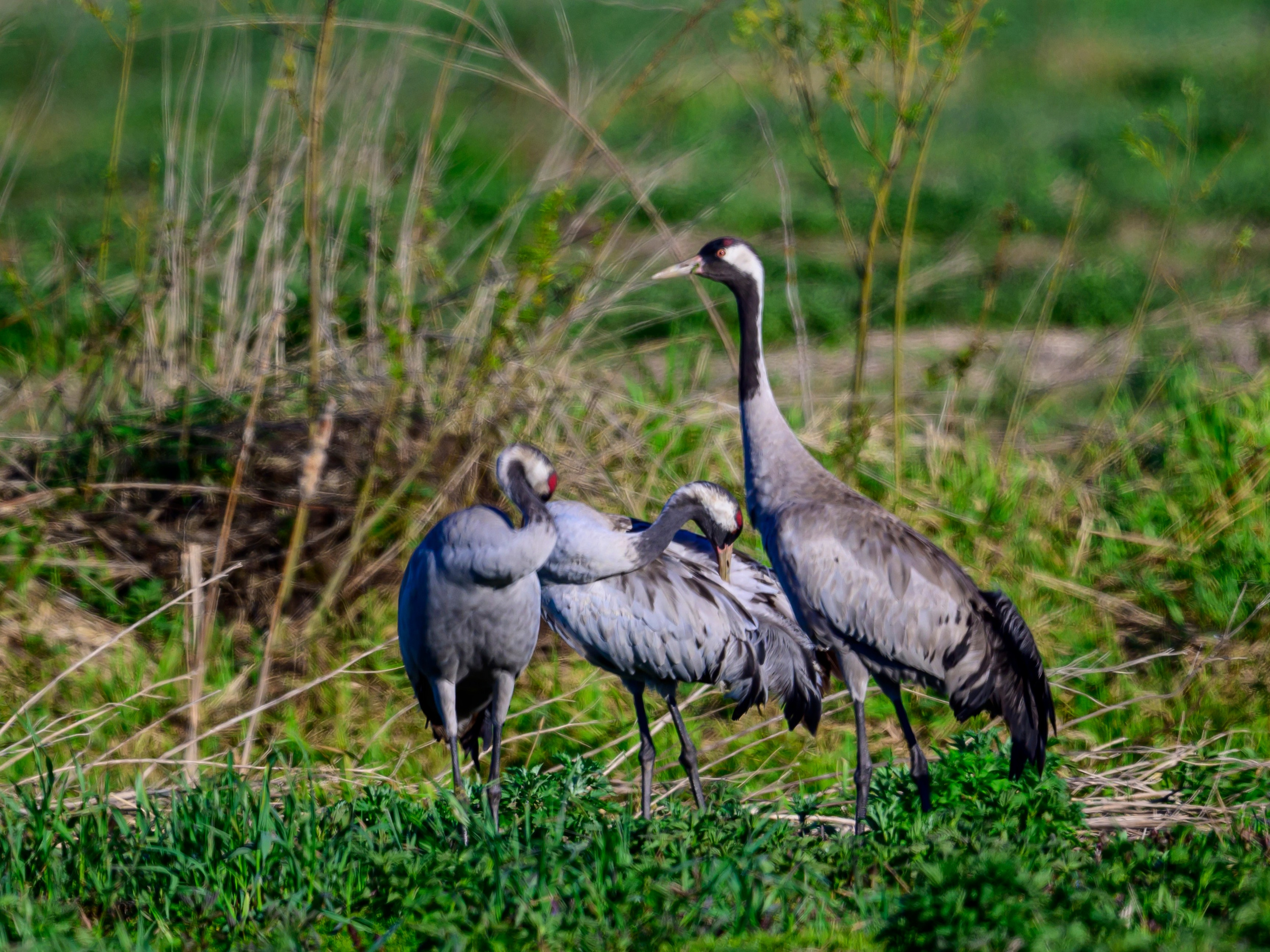 Журавли, совы, кроншнеп и кукушка. Wildlife photography by Sergey Puponin