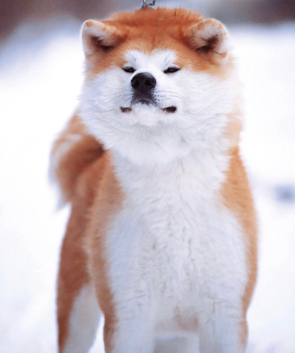 akita inu kennel