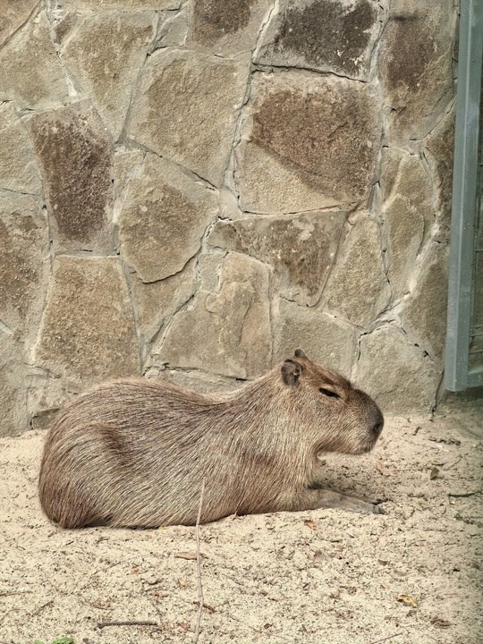 Воспитанники нашего АНО " Путь в большой мир» сходили в Ростовский зоопарк. АНО «Центра социальных проектов «Путь в большой мир»