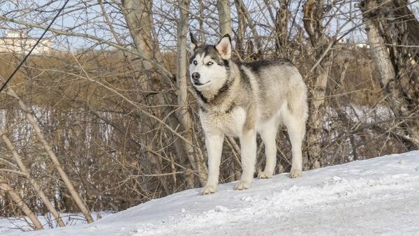 Бродячие собаки в городе