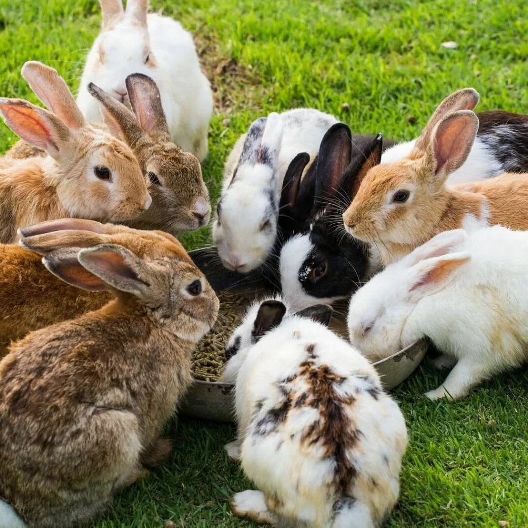 Пушистые кролики в вольере контактного зоопарка Екатеринбурга