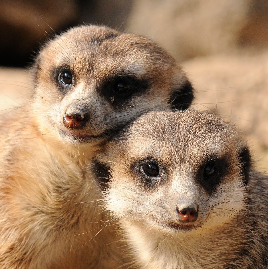 Сурикаты Гаечка и Вжик стоят на задних лапах в зоопарке