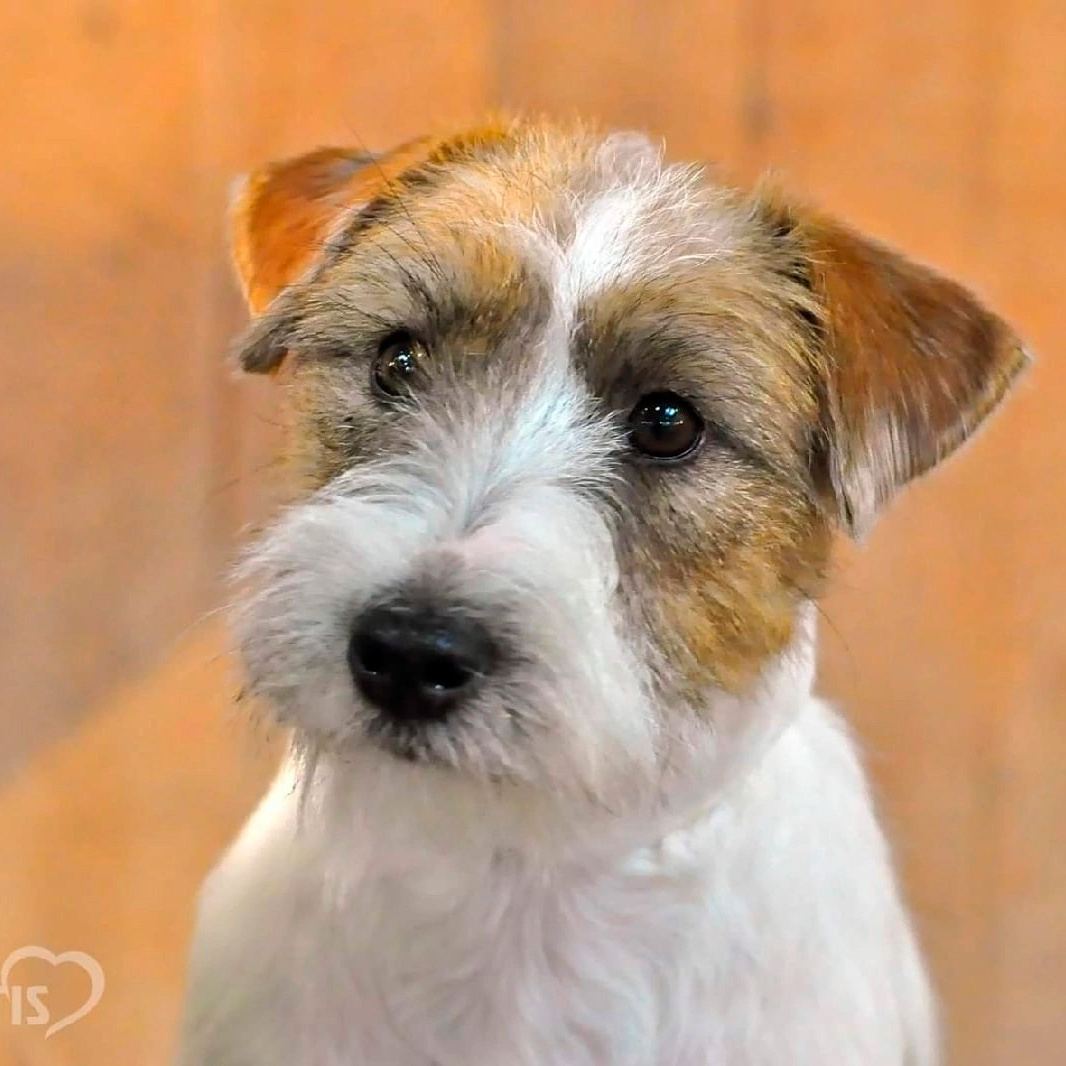 Port Fortis Xtreme Beauty