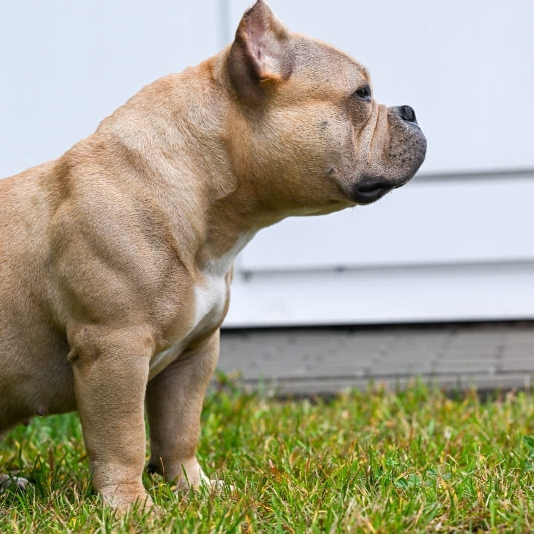 Чистокровная племенная сука Американского Булли покет HARDENED BULLY'S SAVANNA мать Зевса питомник TPOS Амурская область