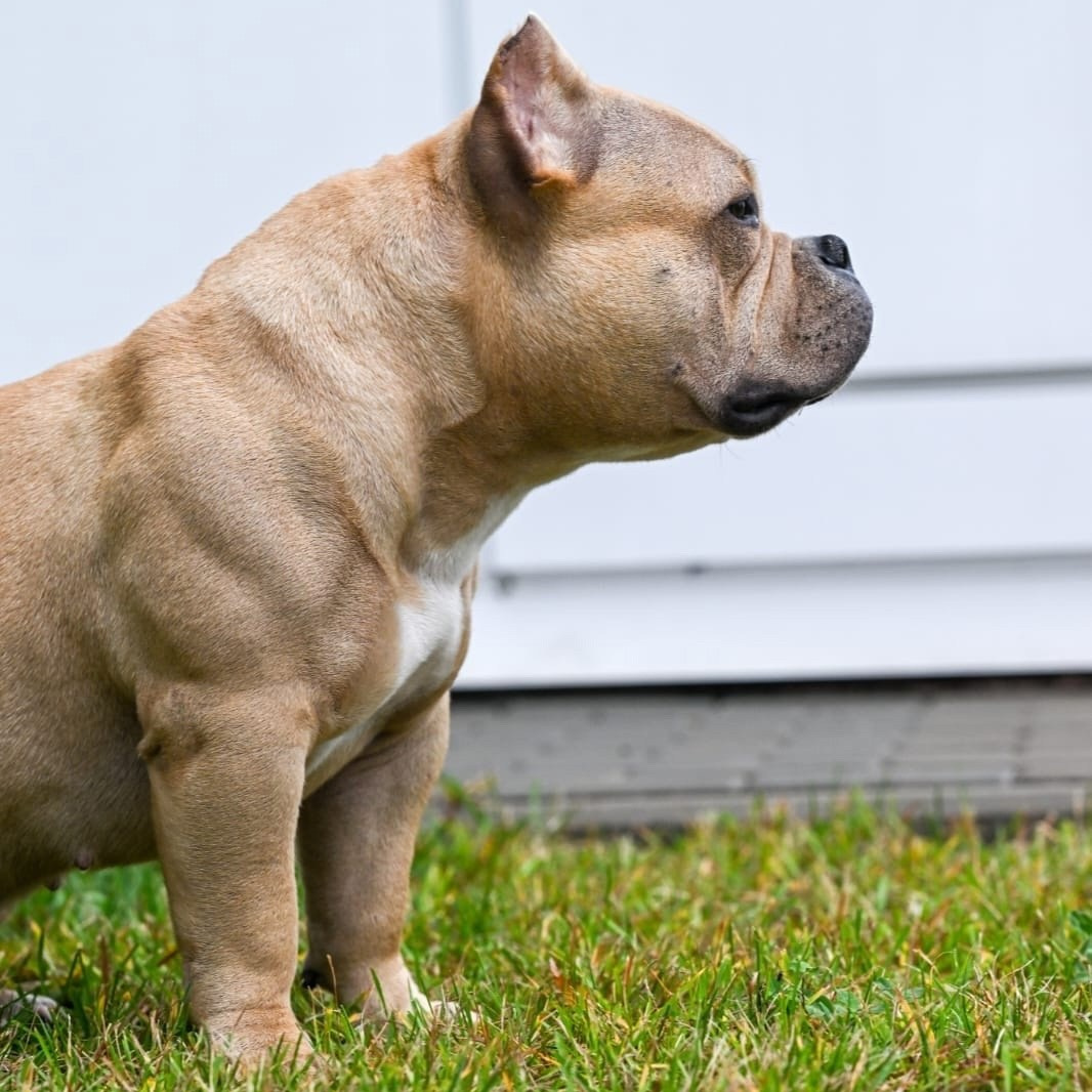 FORTIS FORTUNA VALIDI ZEVS. Американский Булли в г. Ростов-на-Дону. Питомник THE POWER OF SIBERIA