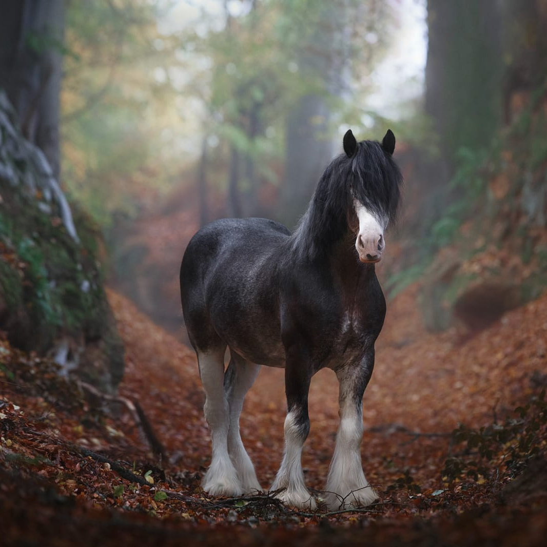 Контакты. CLYDESDALE HOUSE