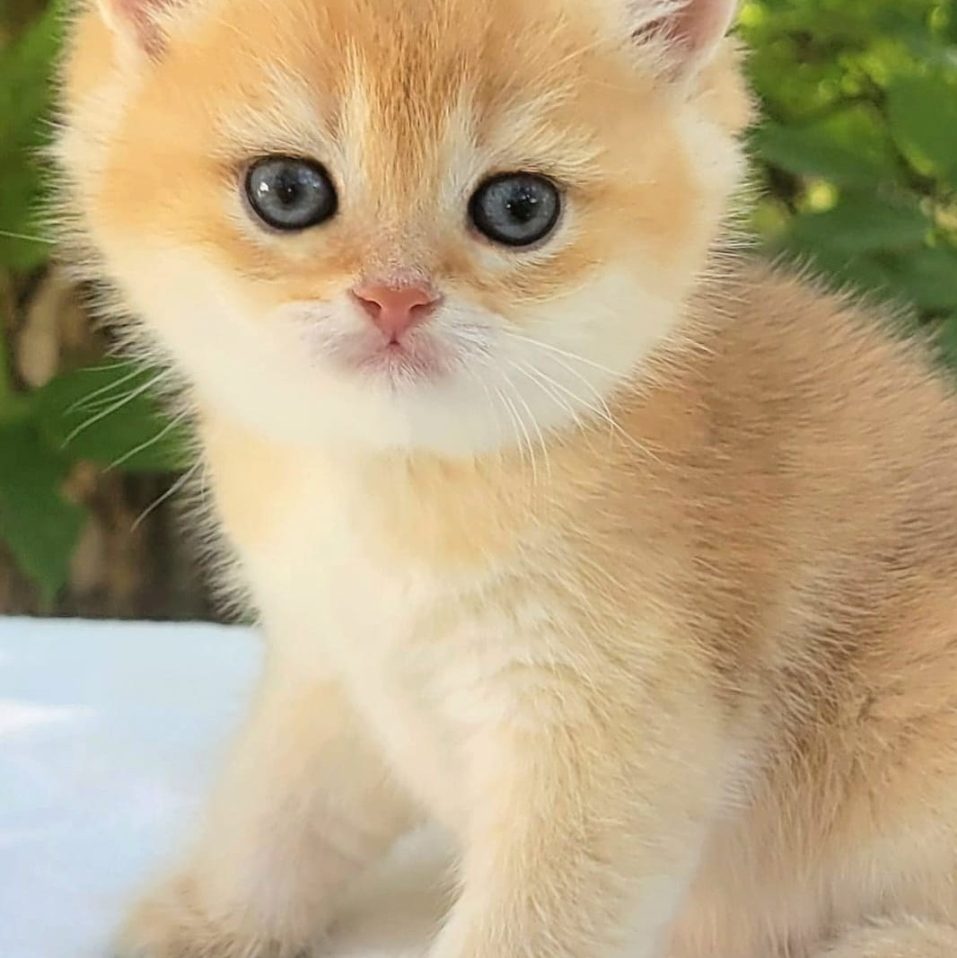 British Chinchilla cat