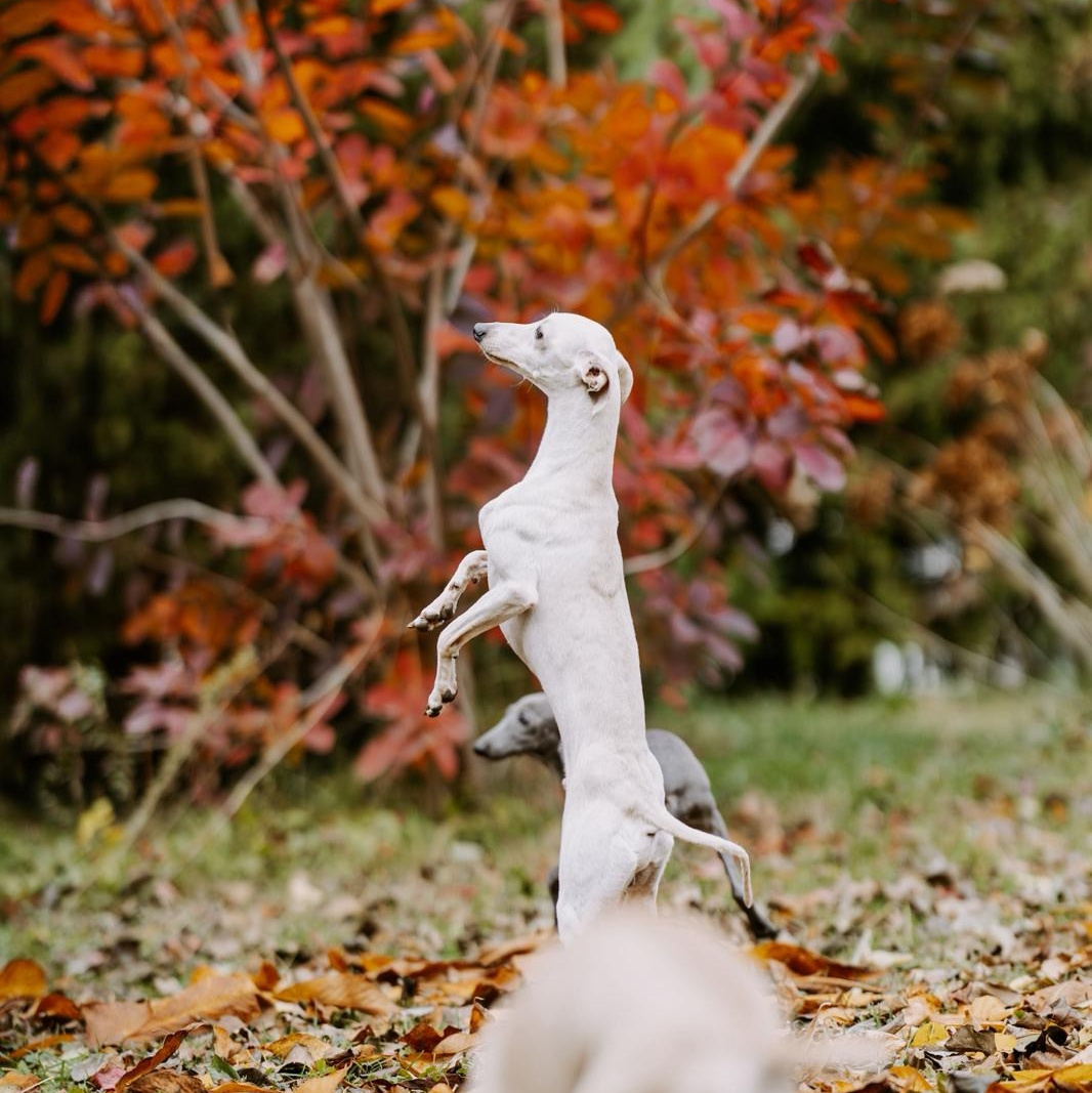 Отзывы от наших любимых владельцев. Профессиональный питомник левреток РКФ/FCI ASTI SAPPHIRE 💎 Сочи|Санкт-Петербург