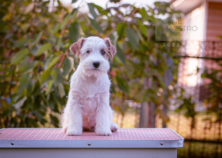 LITTER «S» 17/06/2023. CANE MAESTRO — kennel Jack Russell Terrier