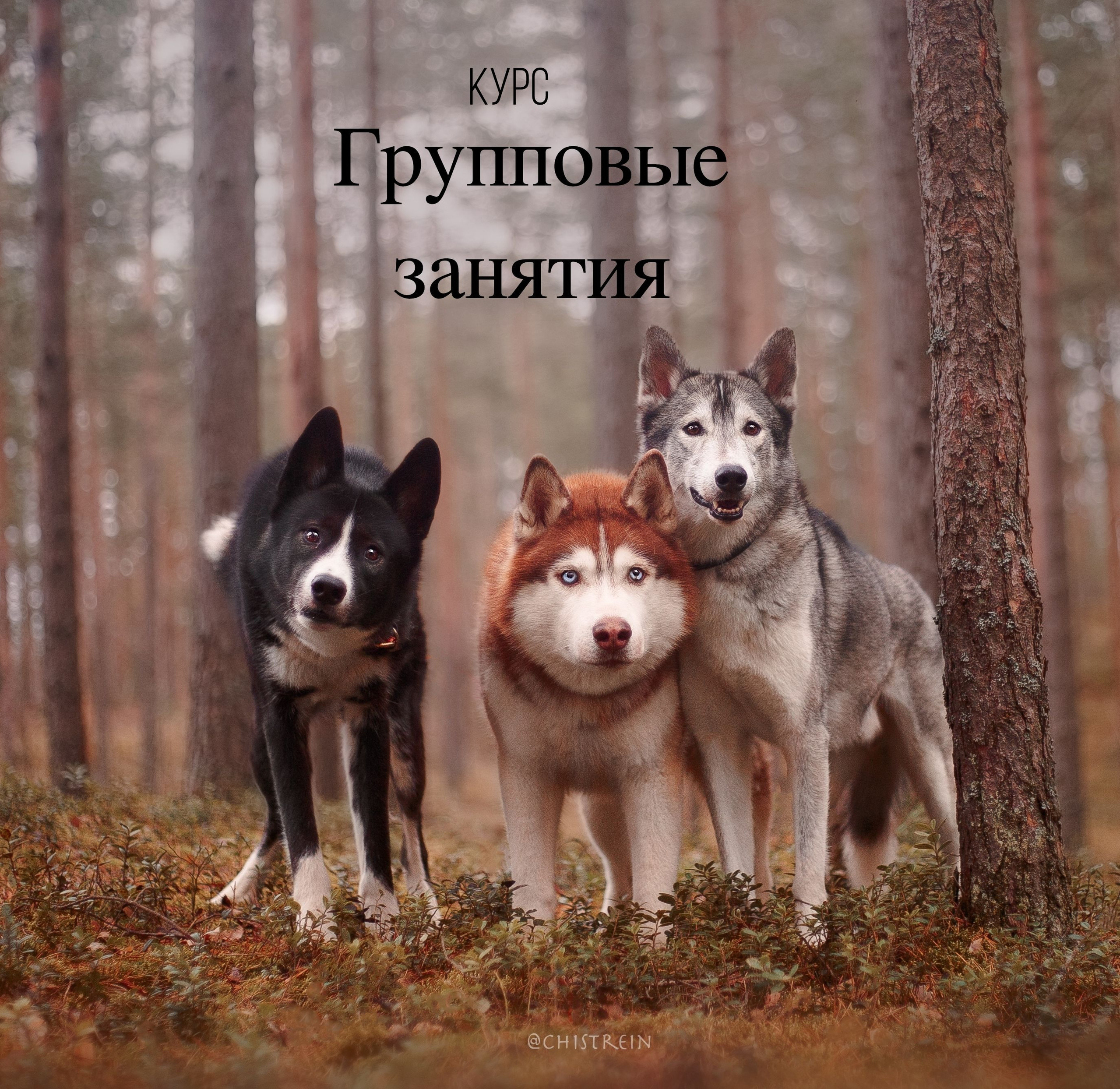 Услуги. Фотограф-анималист Наталия Чистюхина в г. Сосновый Бор и ЛО