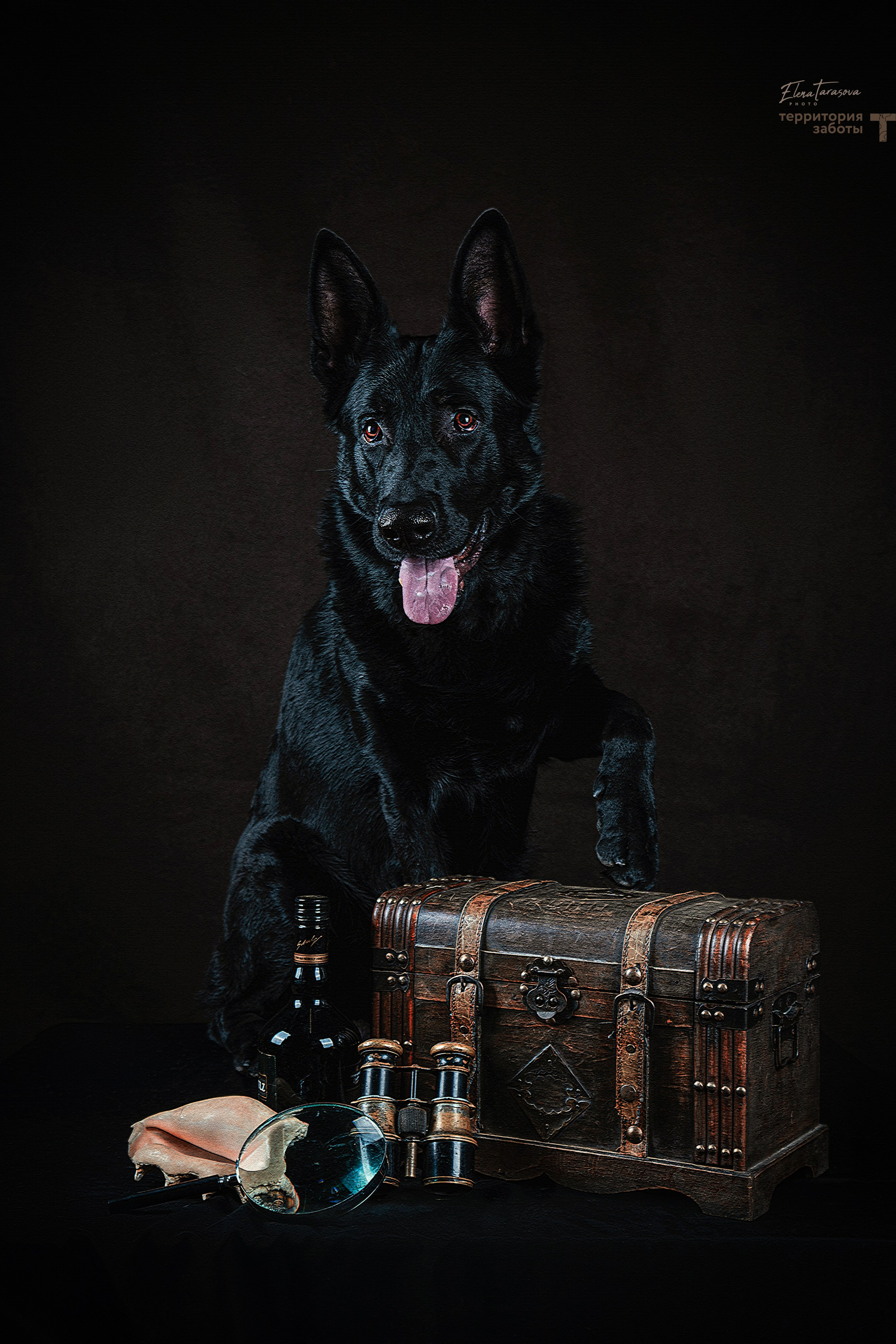 ФОТОПАМЯТЬ ВАШИХ ЭМОЦИЙ. Фотограф-анималист, семейный фотограф в Москве и Подмосковье. Фотосъёмка кинологических дисциплин