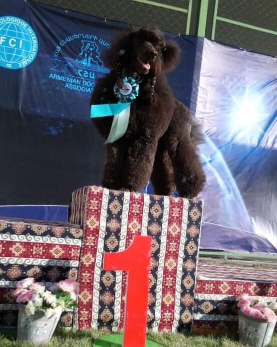 Новости. Питомник Больших Пуделей «Мое Соло»