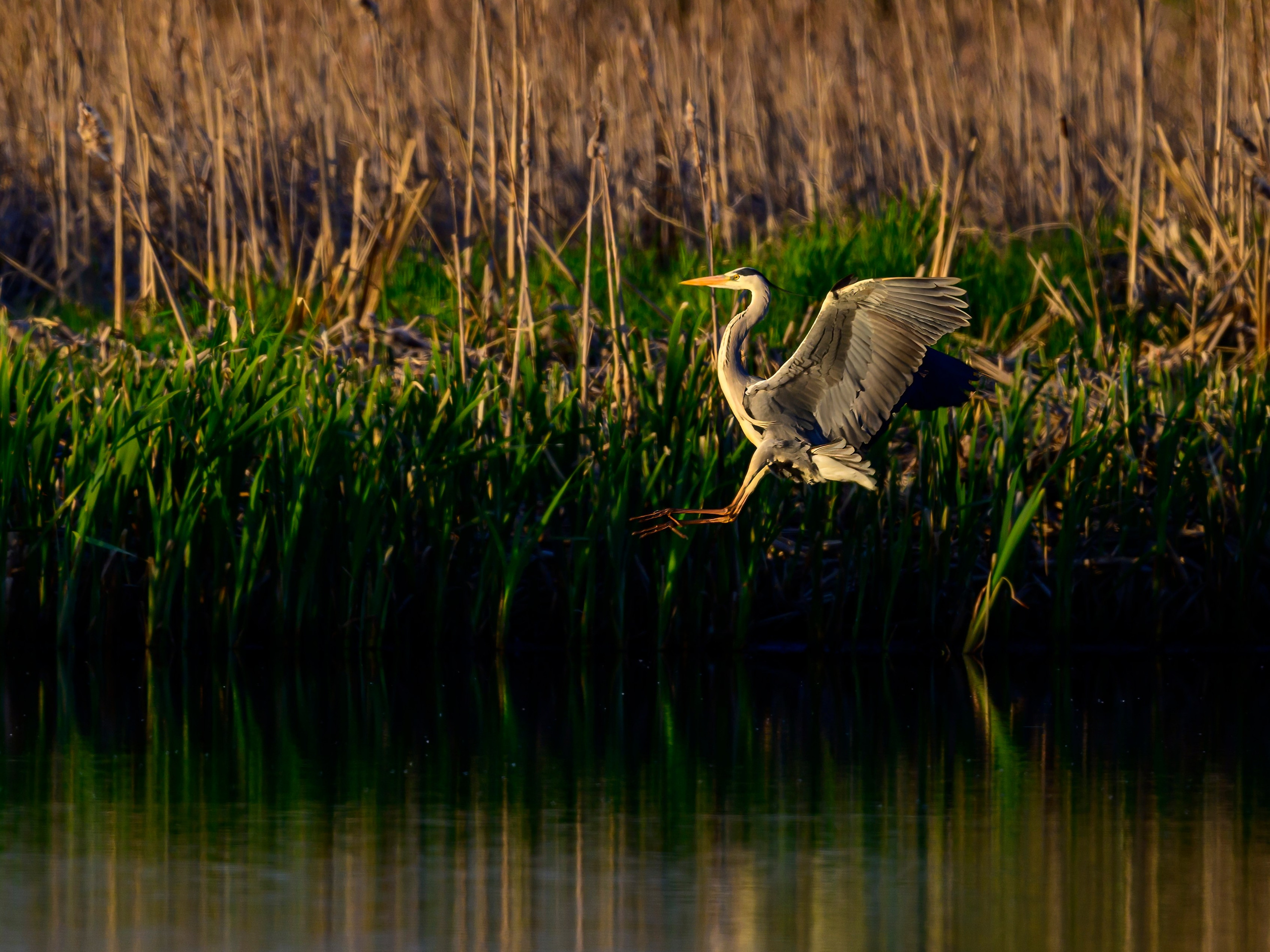 Цапли и совы. Фотограф Сергей Пупонин