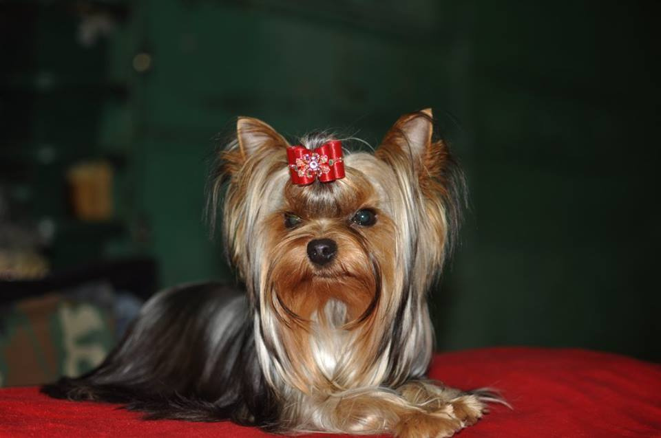 2015 г Результаты выставок. Питомник Йоркширских терьеров Дэнстайл в Санкт-Петербурге заводчик Тих