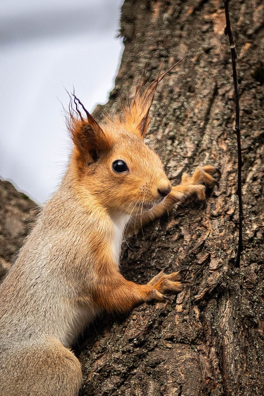 Фотограф-АниМалист Анна Абрамова