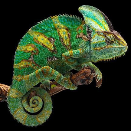 Йеменский хамелеон Веня меняет цвет в террариуме зоопарка