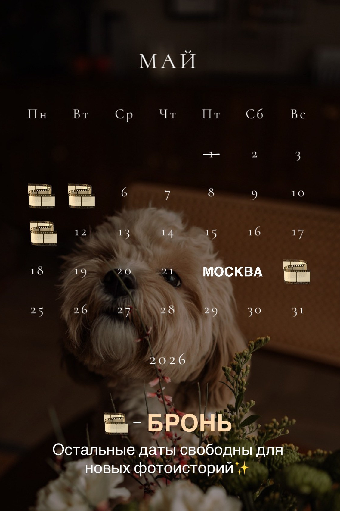 Расписание. Фотограф — Анималист | Санкт-Петербург