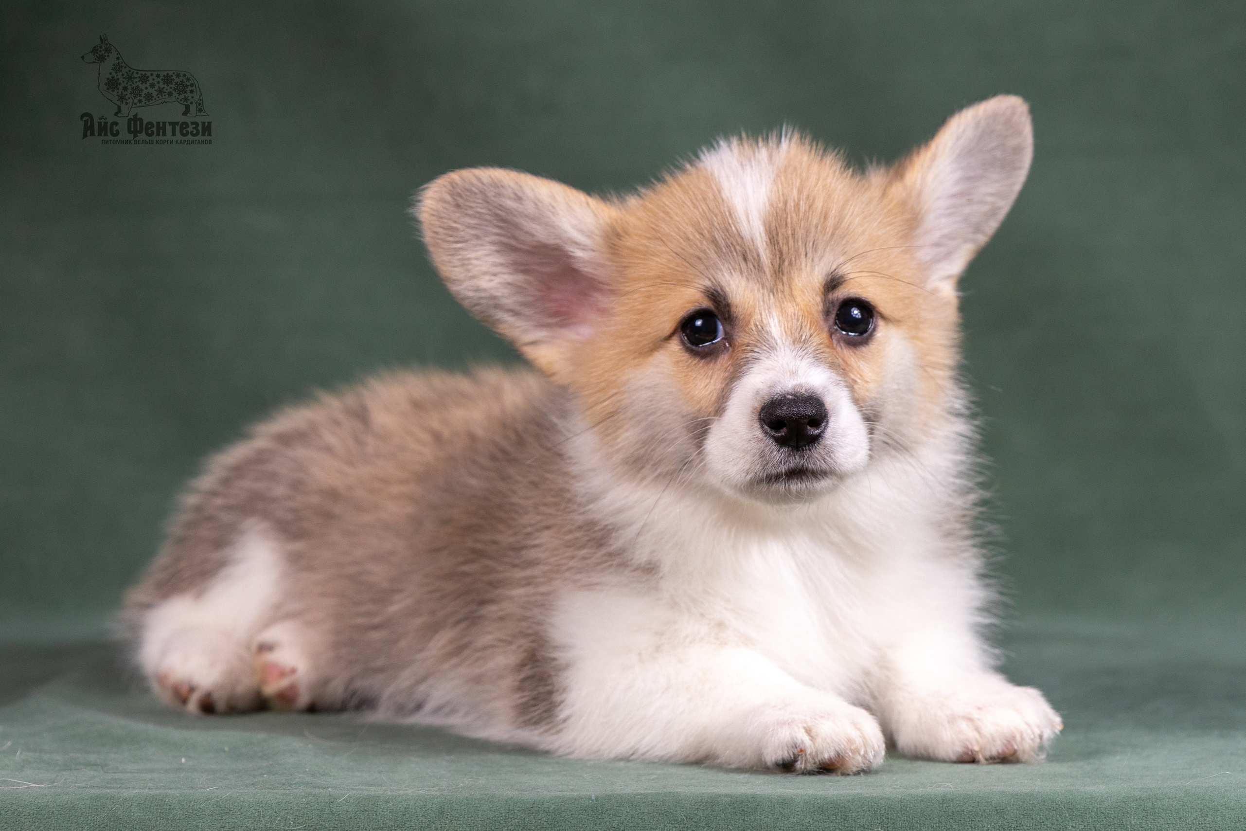 Купить щенка вельш корги кардиган из питомника Ice Fantasy. Ice Fantasy kennel: professional breeding of Siberian huskies and wels