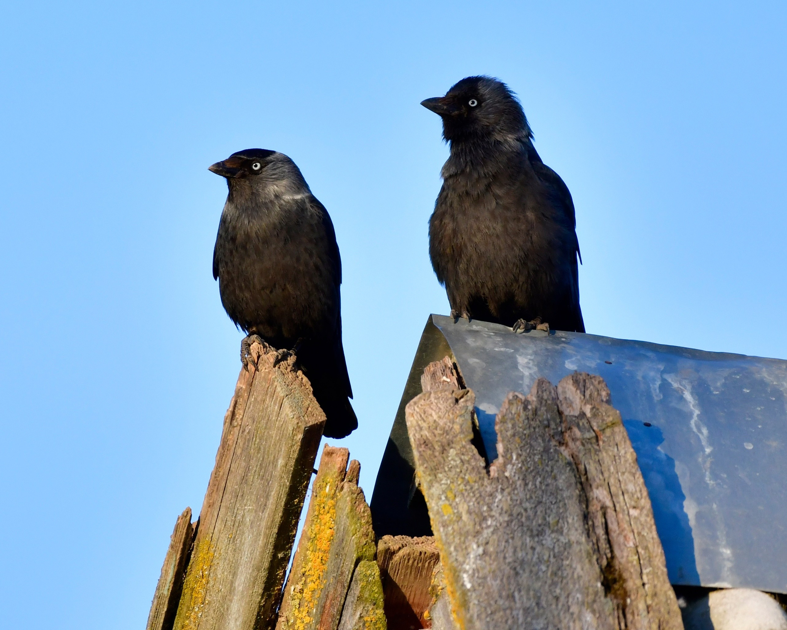 Фотоохота. Фотографии Лены Соколовой