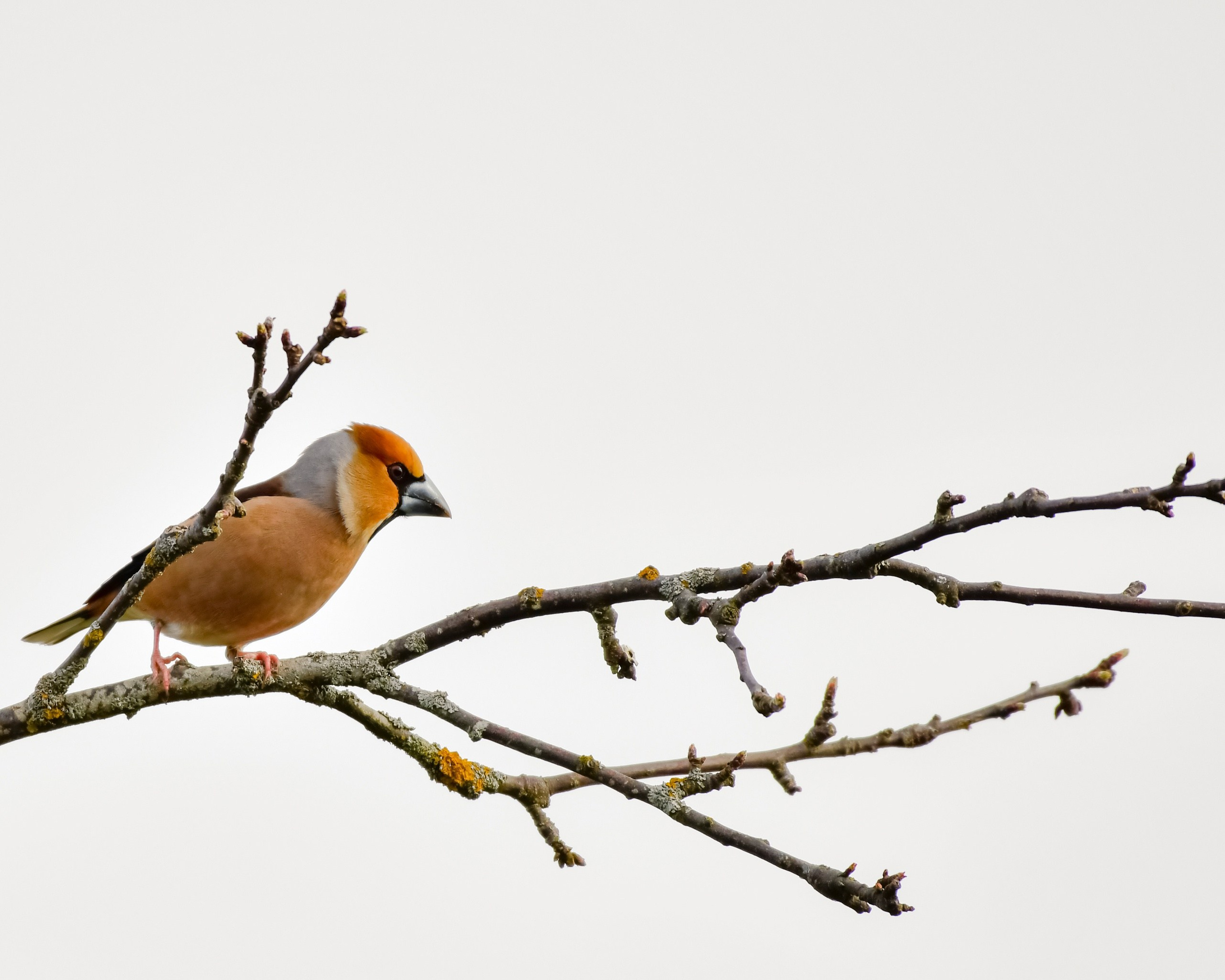 Фотоохота. Фотографии Лены Соколовой
