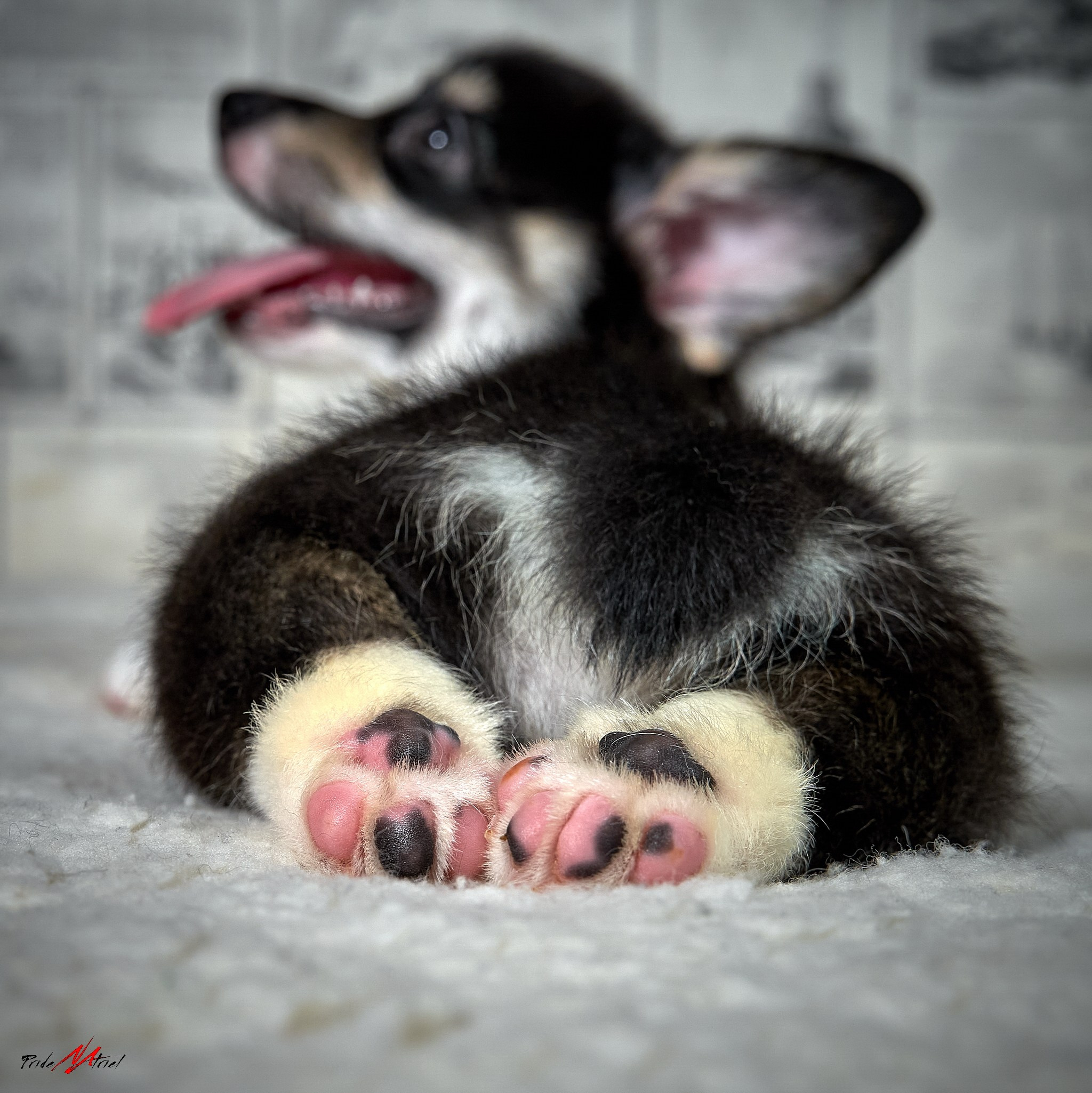 лапки щенка дома съемка помет