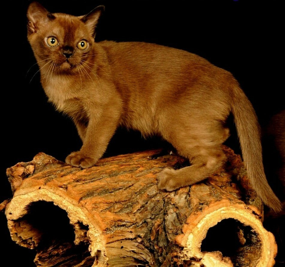 Котёнок американской бурмы. Las Burmas — питомник американской бурмы традиционных линий