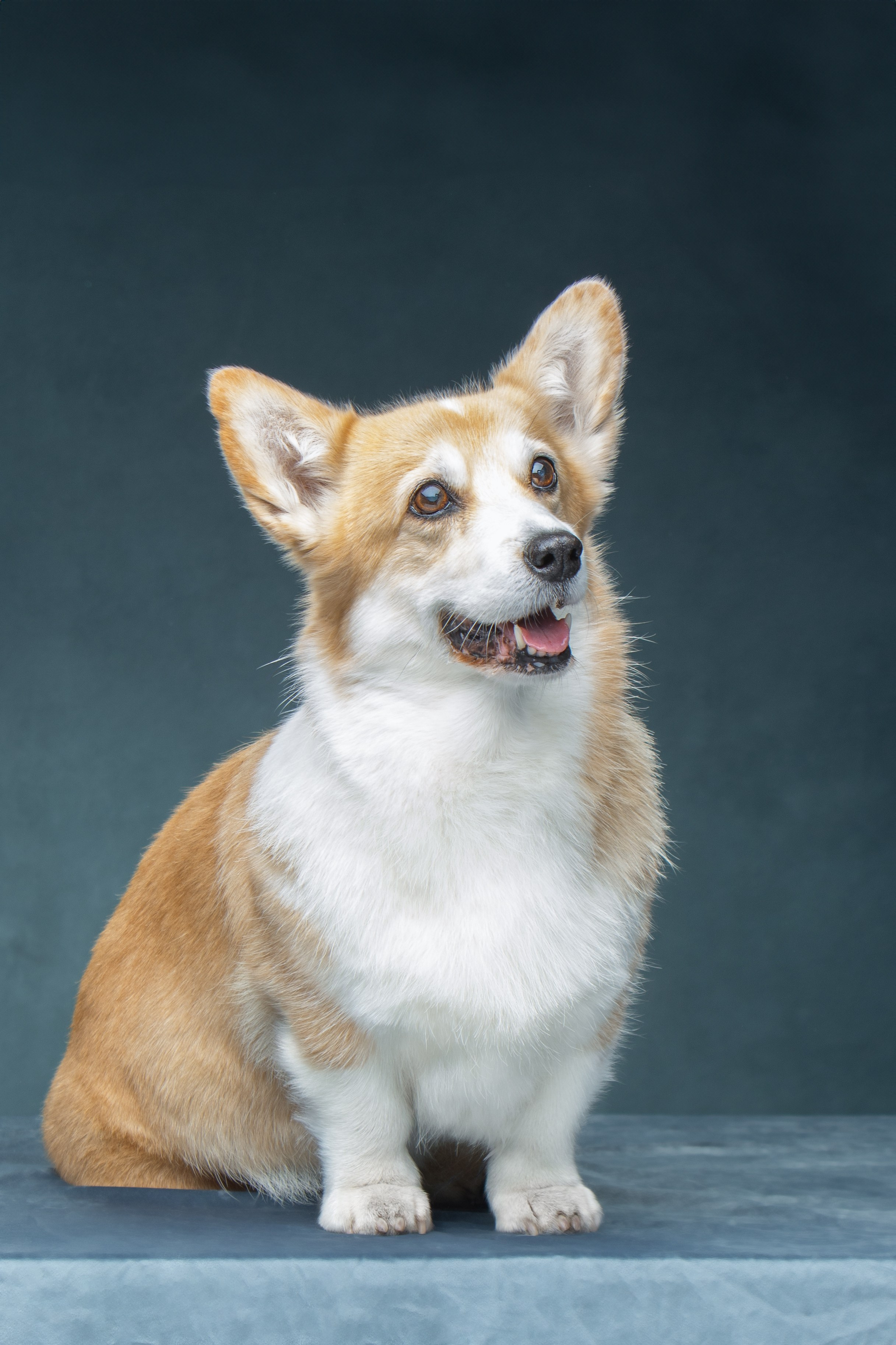 Мои достижения. Фотограф-анималист Юлия Зубкова