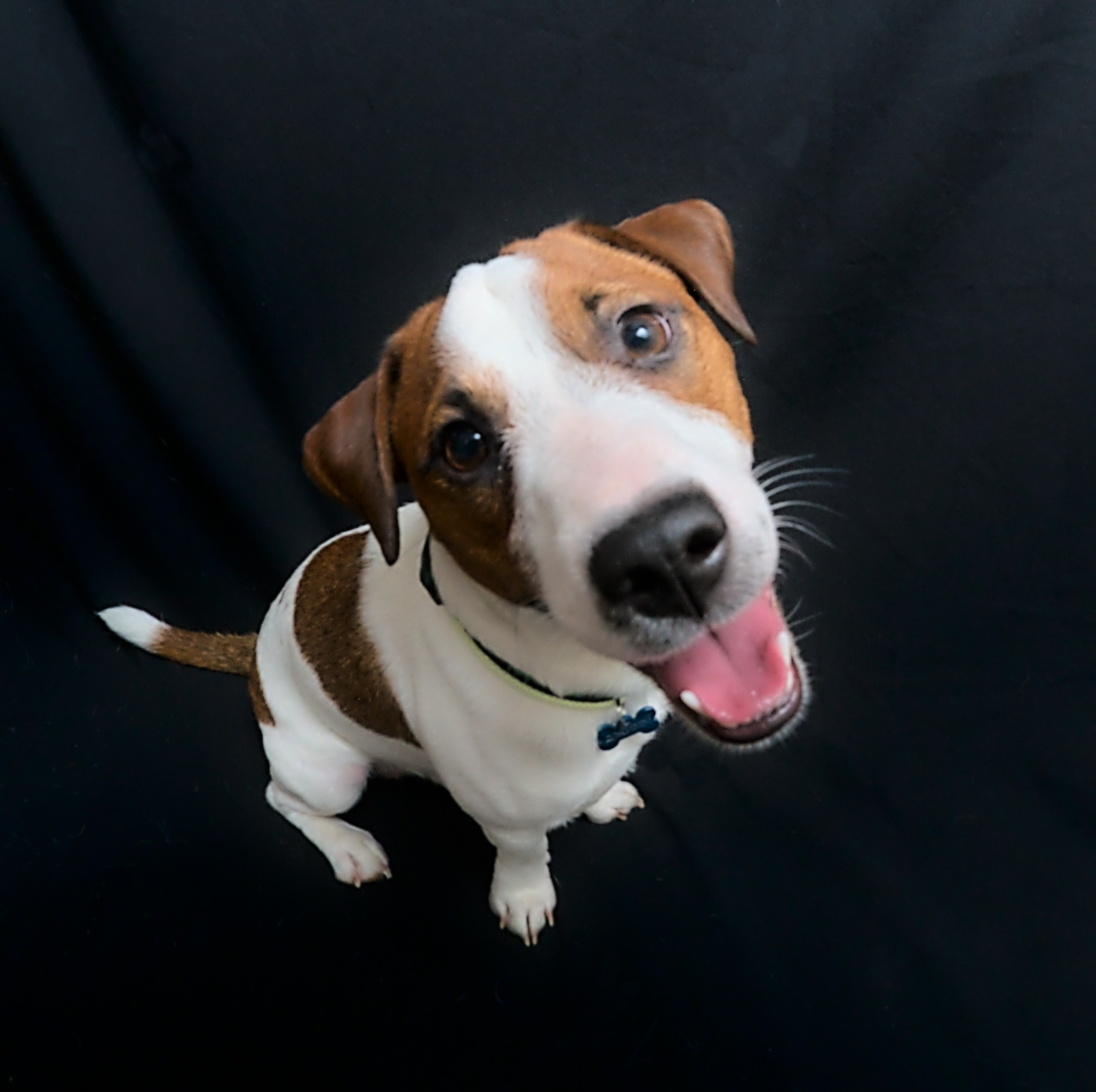 Коротко об джекк- рассел терьер. Фотограф анималист, пейзажист, спортивные мероприятия. Новосибирск