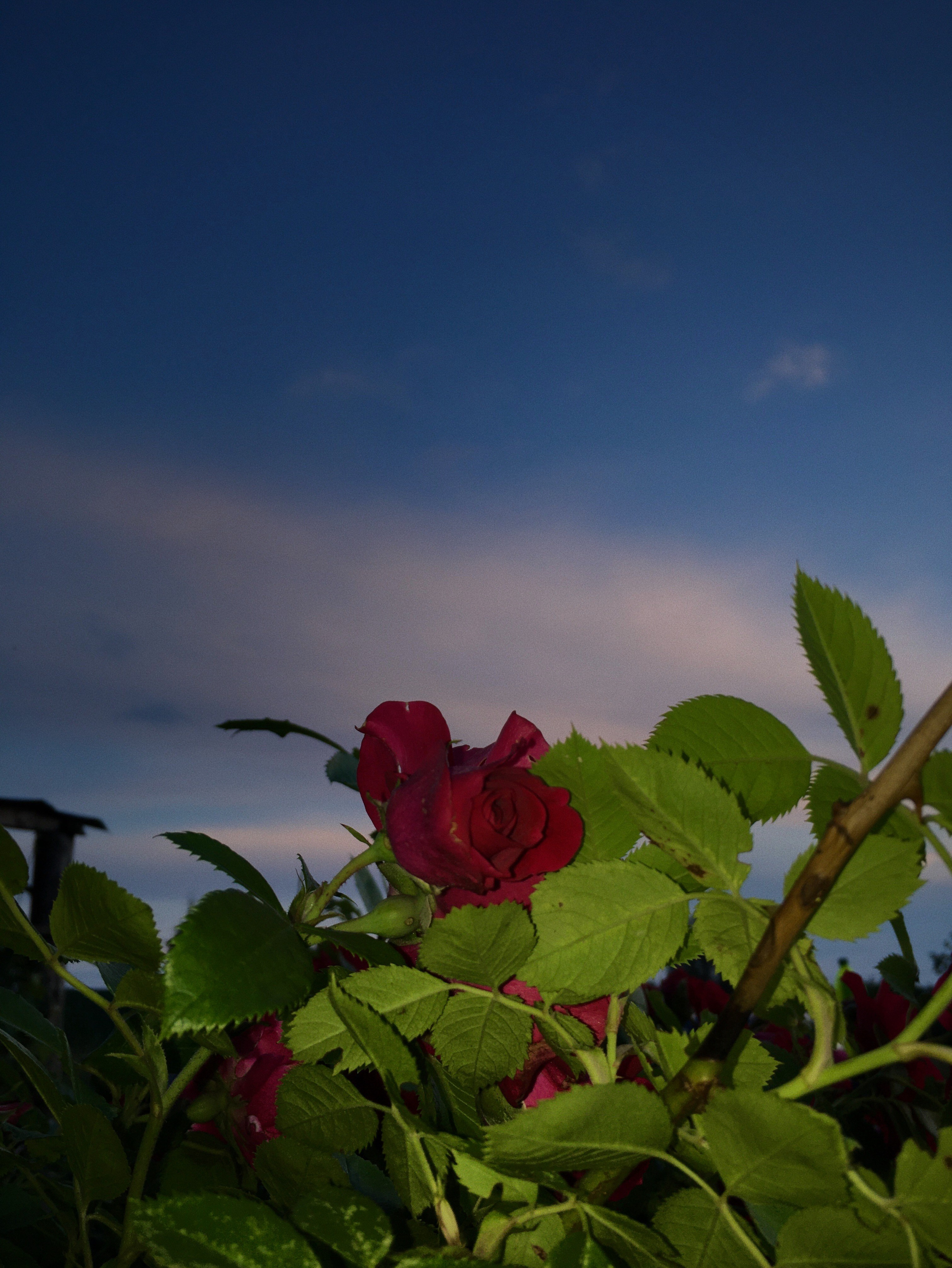 Aksenovo. Photographer Dima Sharov | Фотограф Дима Шаров