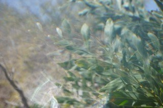 MAY. OLGA NEFF. Artist. Visual, Music, Poesy