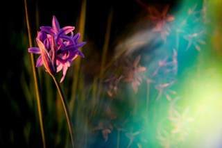 SUMMER. OLGA NEFF. Artist. Visual, Music, Poesy