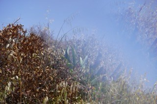 MAY. OLGA NEFF. Artist. Visual, Music, Poesy