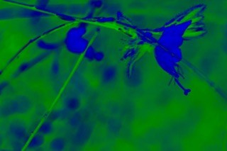 КРАСКИ. ОЛЬГА НЕФФ. Художник. Визуал, Музыка, Поэзия