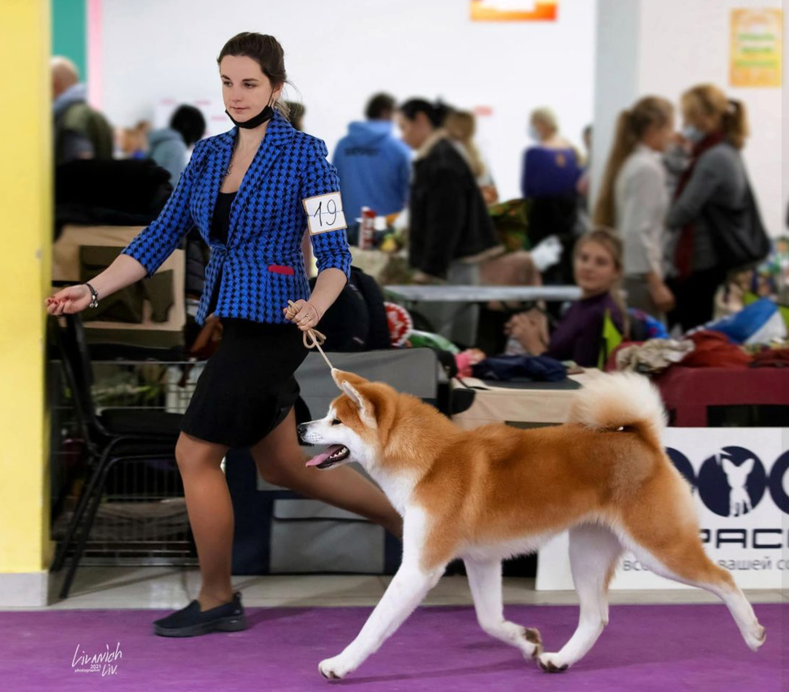 Dog Shows. Kennel Akita inu