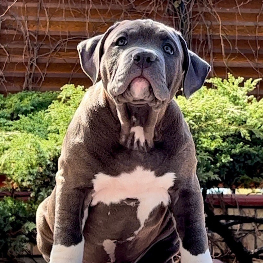 купить амбулли	в Санкт-Петербурге, продажа щенков American Bully  XL	в Санкт-Петербурге, продажа щенков Американского булли XL	в Санкт-Петербурге, официальный питомник American Bully XL	в Санкт-Петербурге, официальный питомник Американских булли XL	в Санкт-Петербурге, официальный питомник амбулли XL	в Санкт-Петербурге, 