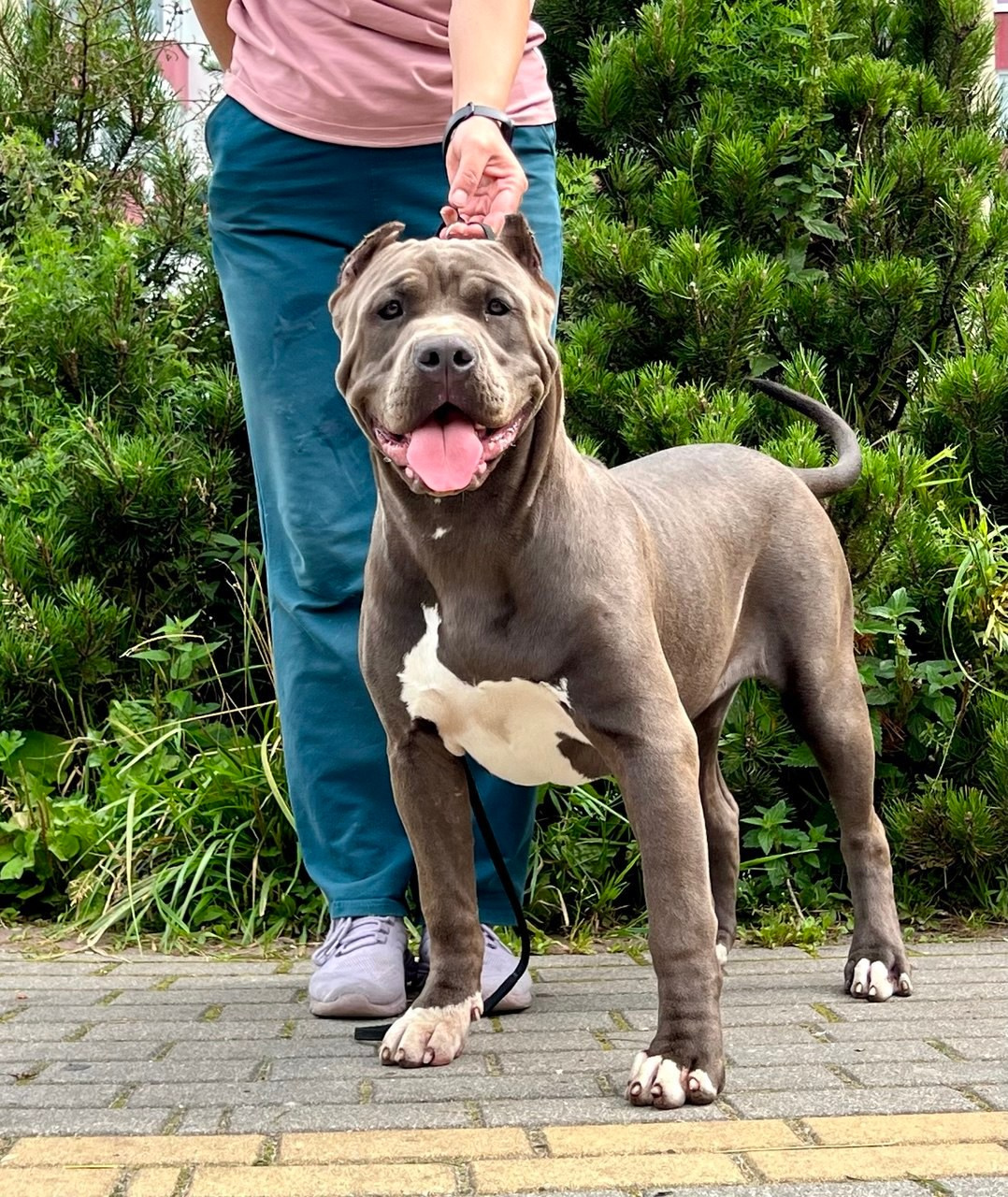 Hunter&Queenie, 13.01.25. Американские булли XL в г. Калининград. Питомник Great Bully UNIVERSE
