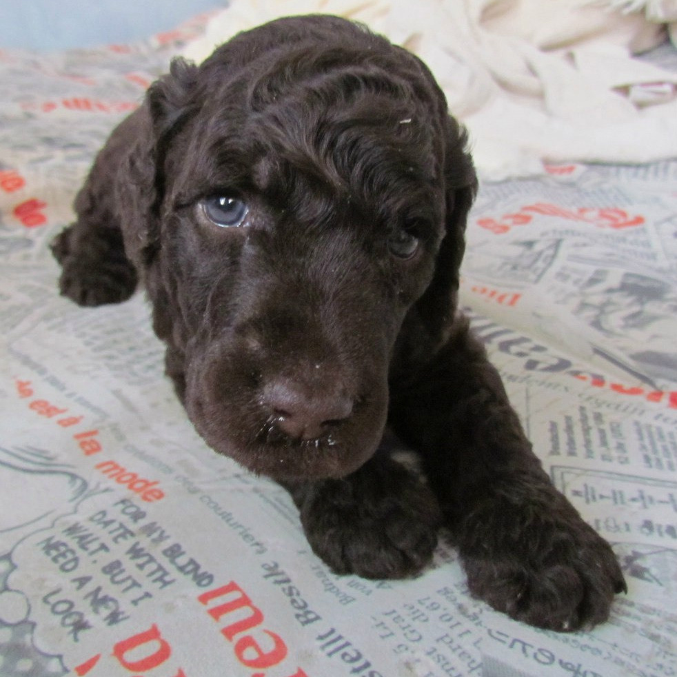 Щенки в питомнике. Питомник Больших Пуделей «Мое Соло»