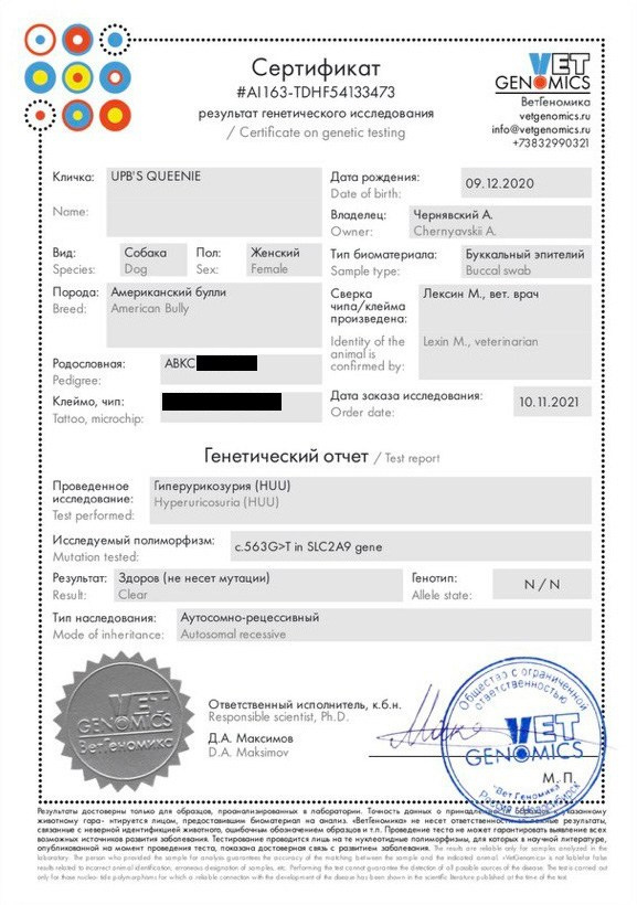 Квини. Американские булли XL в г. Калининград. Питомник Great Bully UNIVERSE