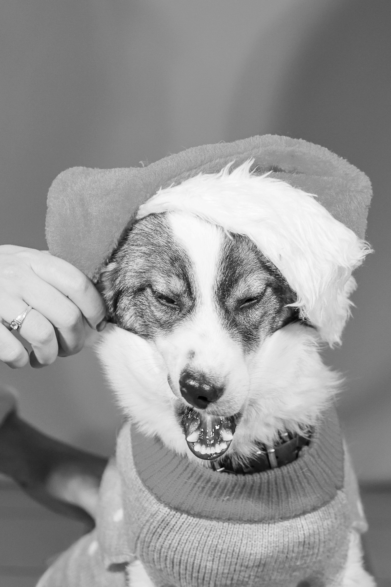 Приют четвероногий АНГЕЛ. Фотограф 📸 семейный, предметный, репортажный