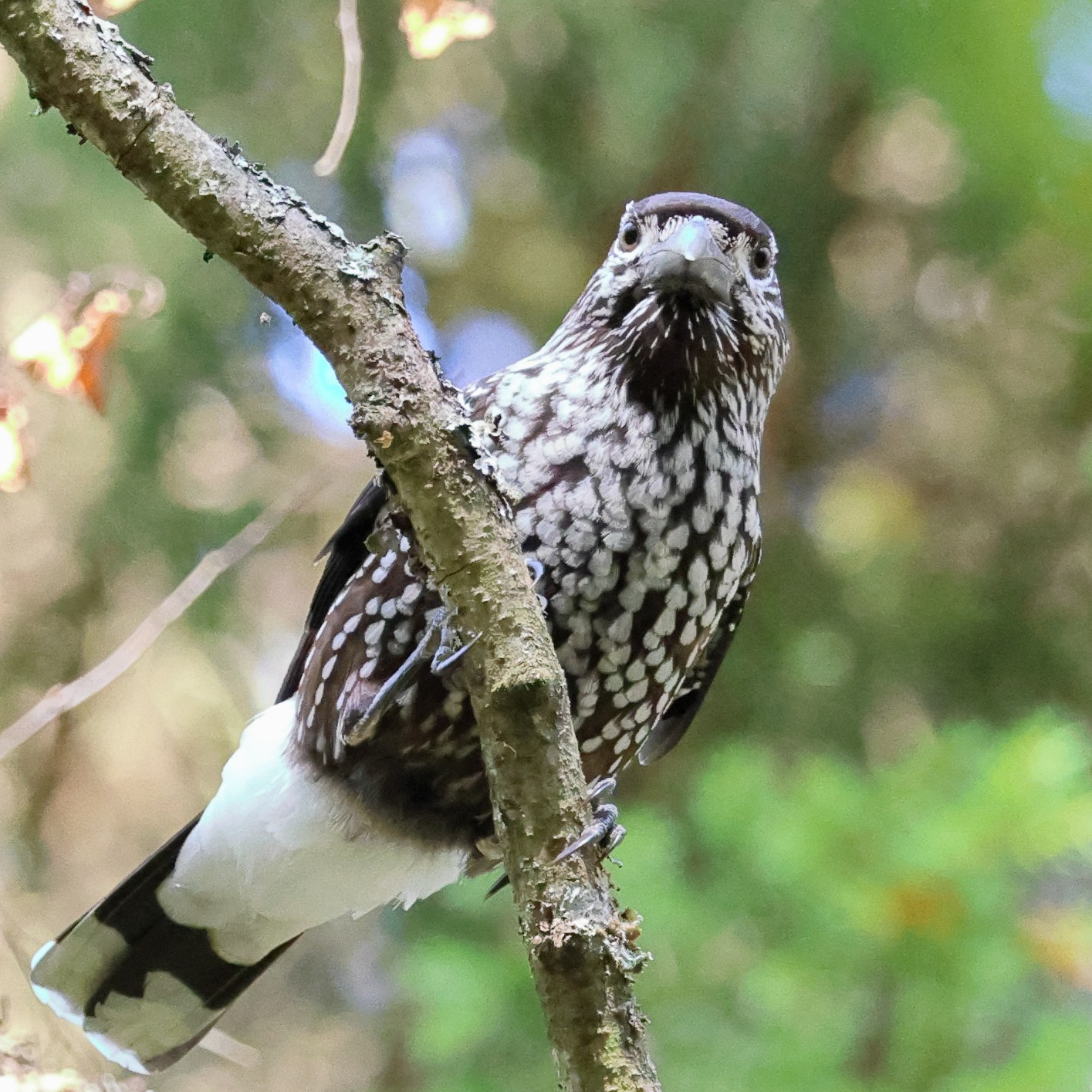 Утренний лес