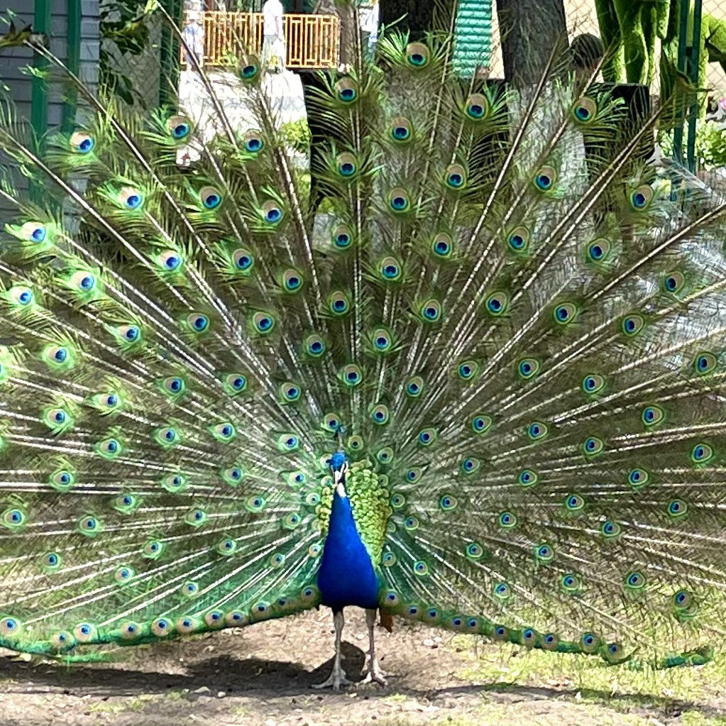 Более 50 видов животных и млекопитающих в зоопарке «Лесная Братва». Капибара, тапир, альпака, мохнатая корова, верблюд. Зоопарк уникальных животных Лесная братва