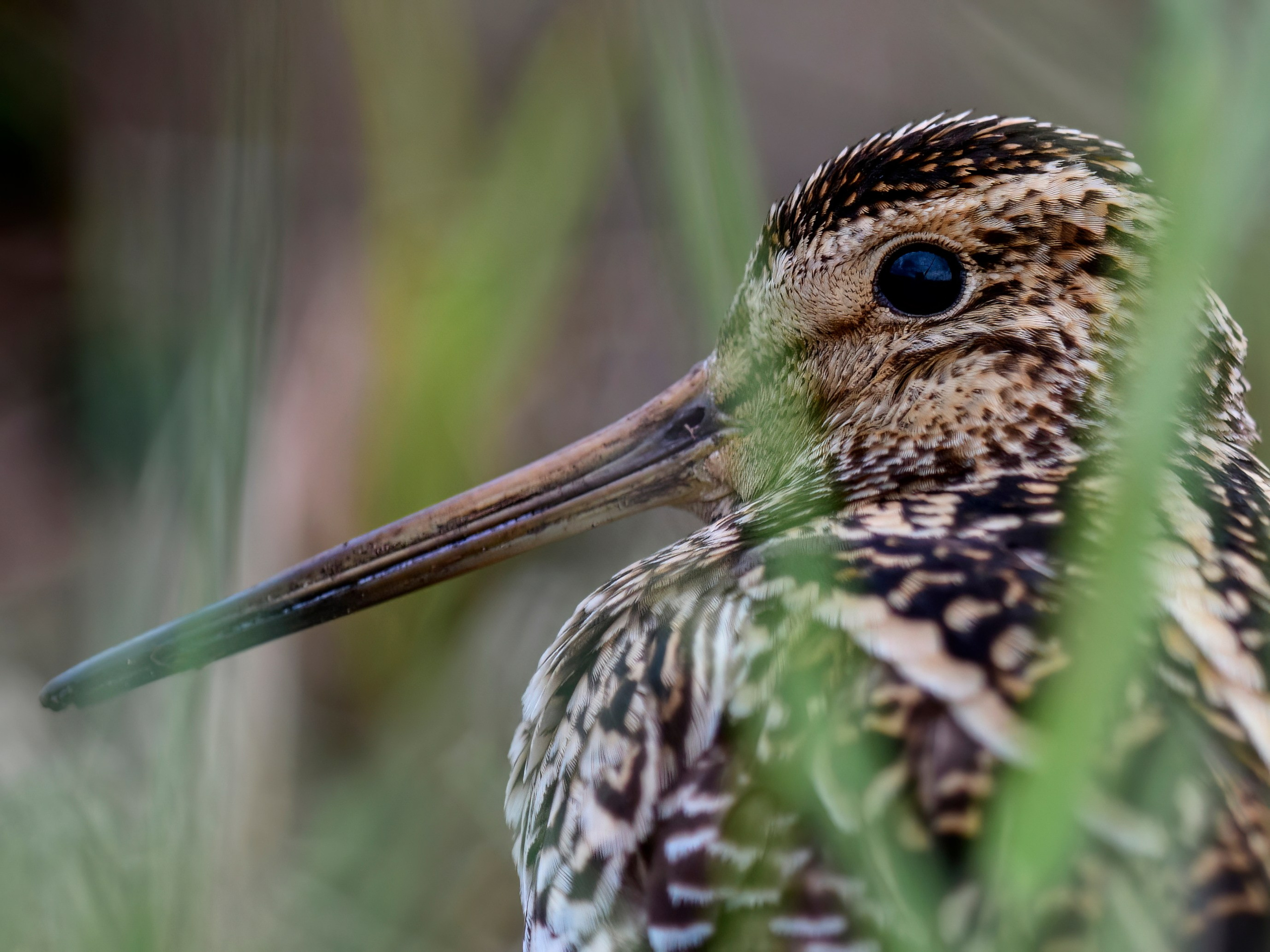 На дупелином току. Wildlife photography by Sergey Puponin