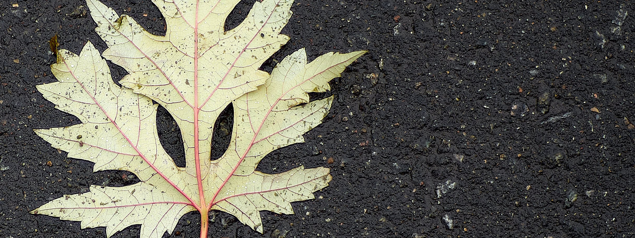 Autumn isn’t about endings. Reportage event photographer in Moscow Alexander Gladkiy
