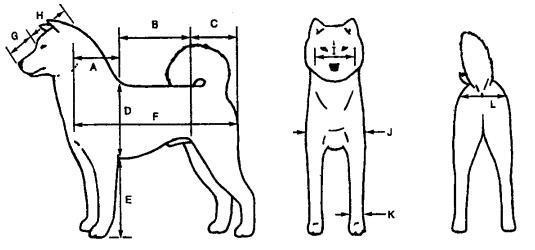 О ПОРОДЕ СИБА-ИНУ. SHIOMARU Питомник сиба и акита-ину