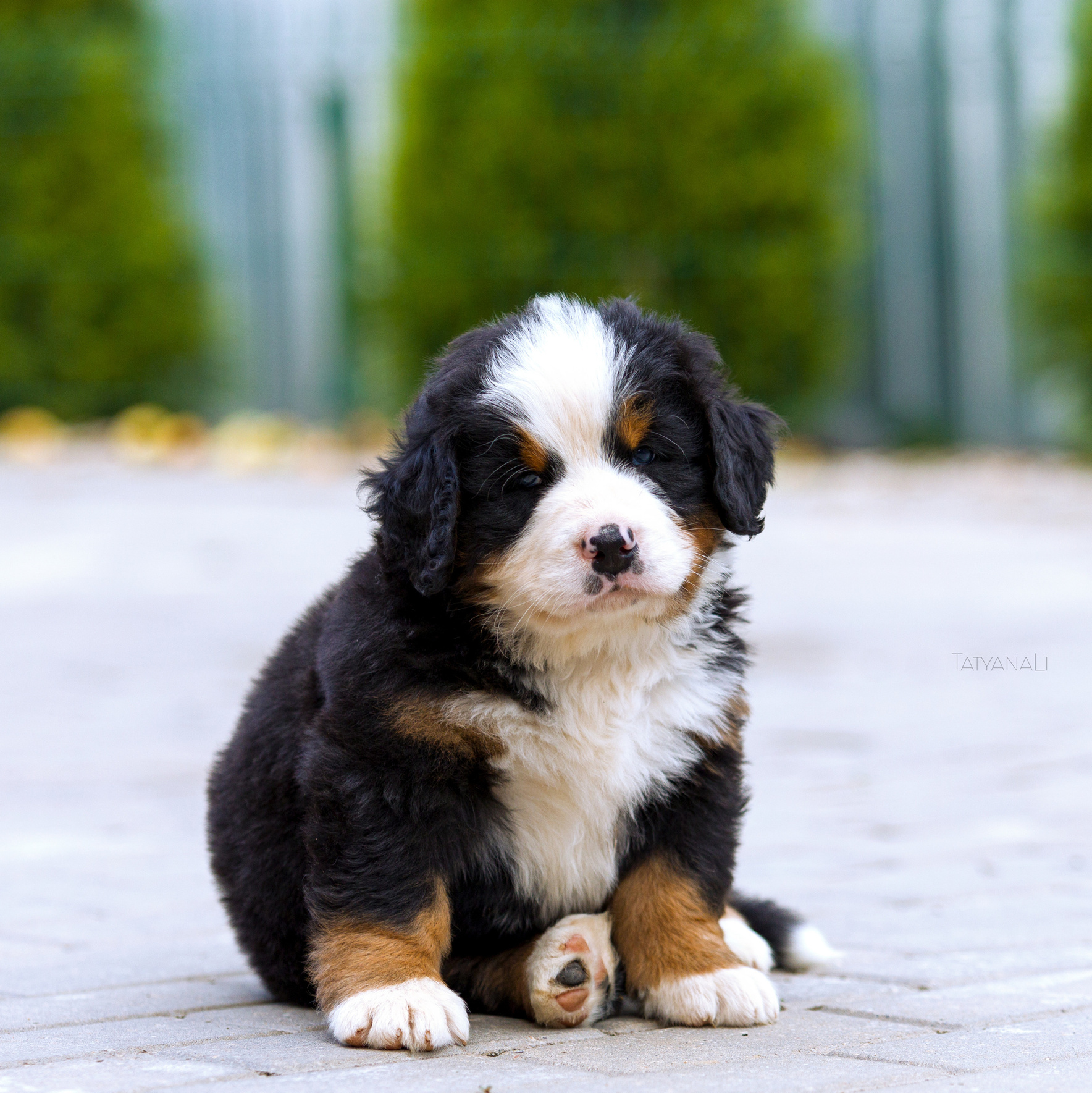 Услуги. Фотограф — анималист Татьяна Ли