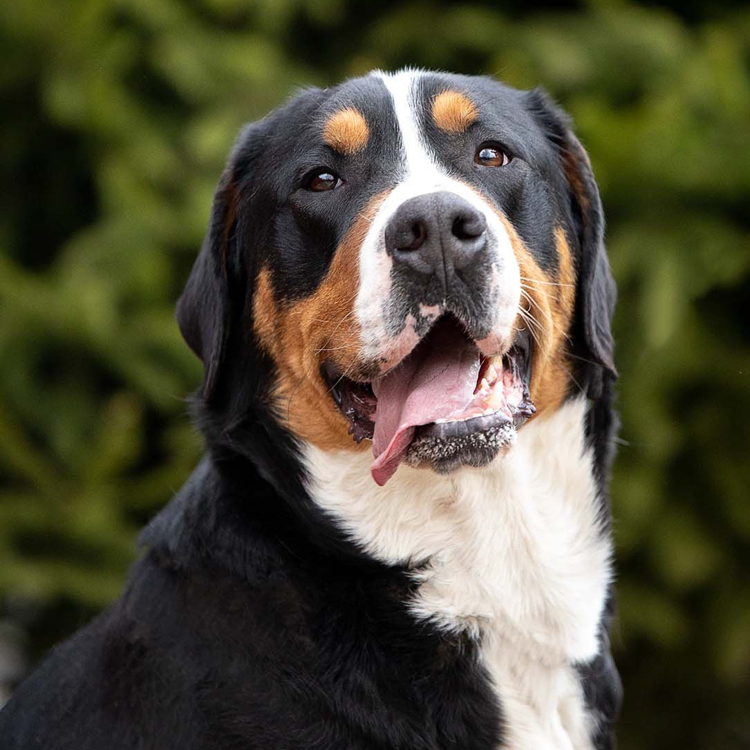 Щенки зенненхунда. Питомник Больших Швейцарских Зенненхундов в Калужской области / Москва