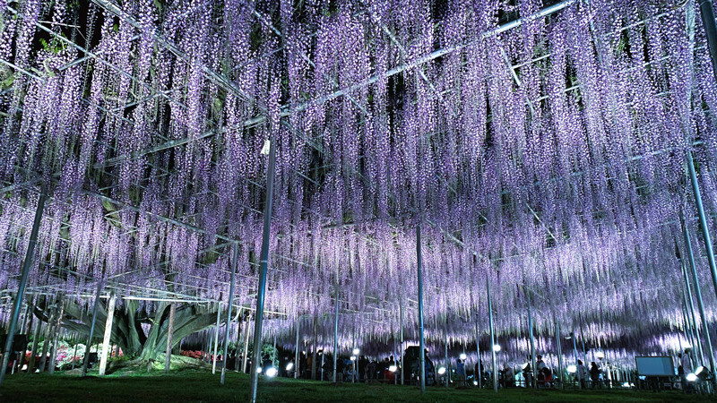 «Офудзи» в полном цвету в Цветочном парке Асикага…. Фотограф — видеограф в Москве Дмитрий Менделеев
