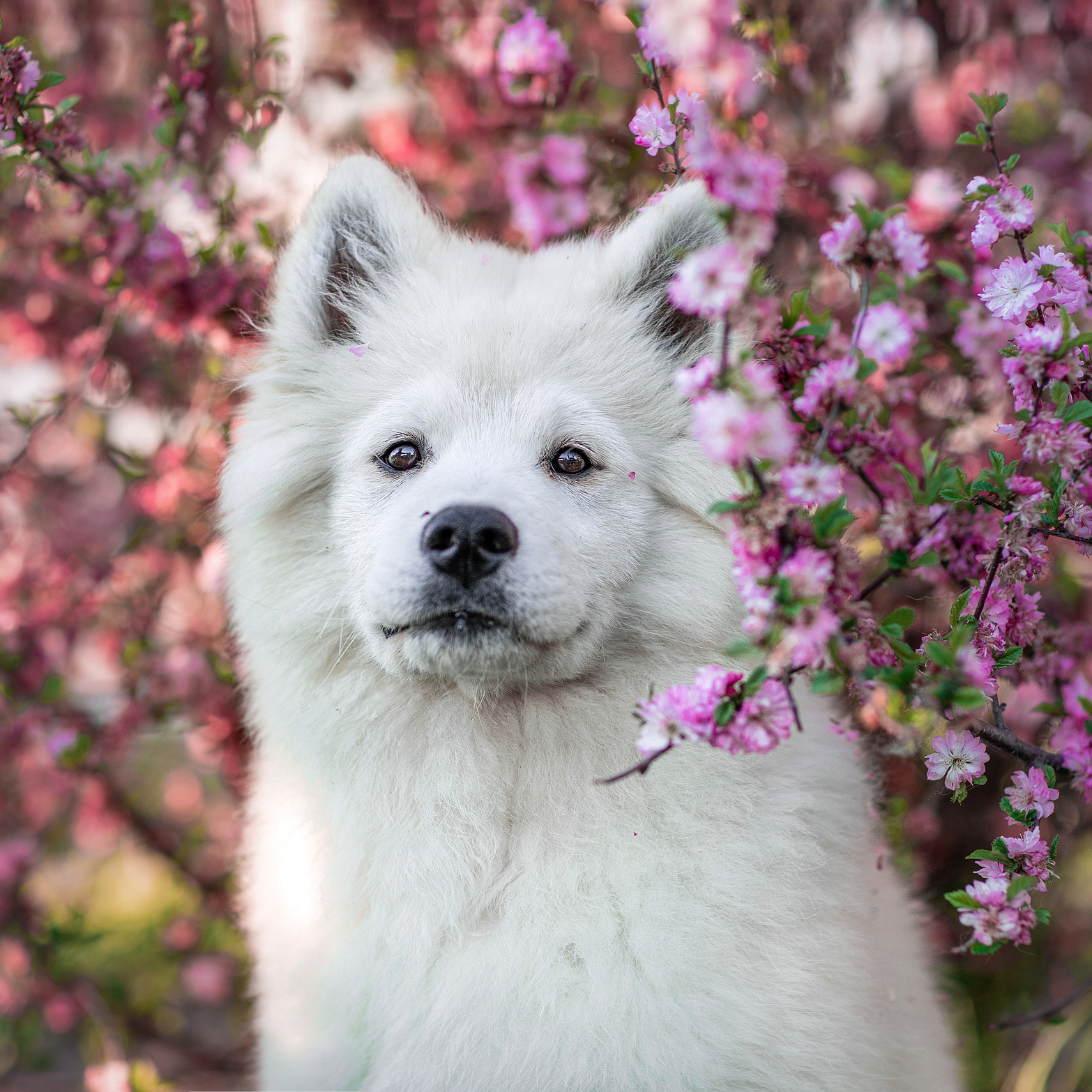 Пакеты услуг и цены. Фотограф для Вашей собаки